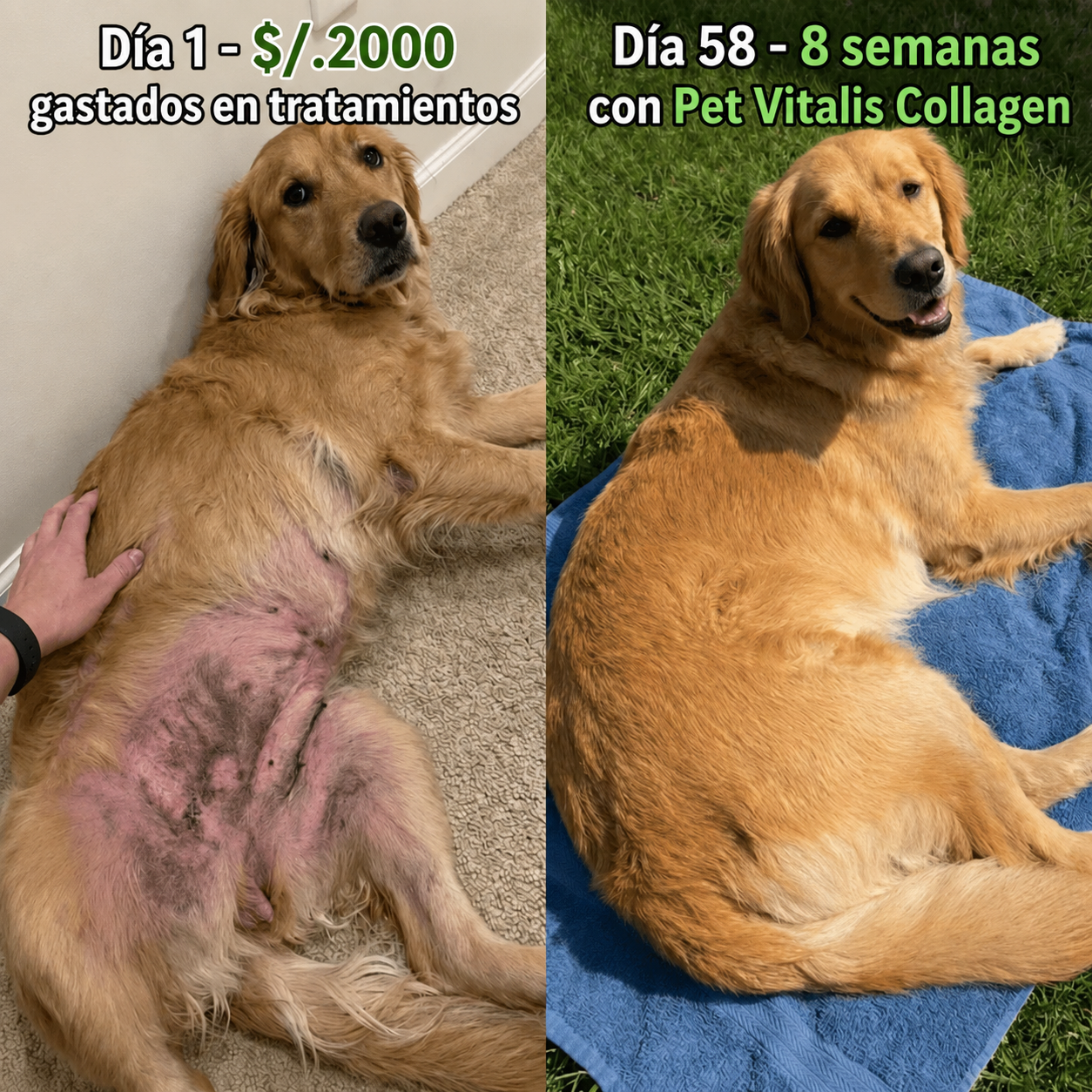 PetVitalis - Colágeno para perros