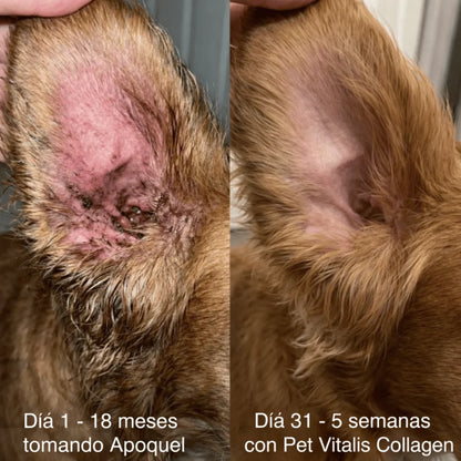PetVitalis - Colágeno para perros