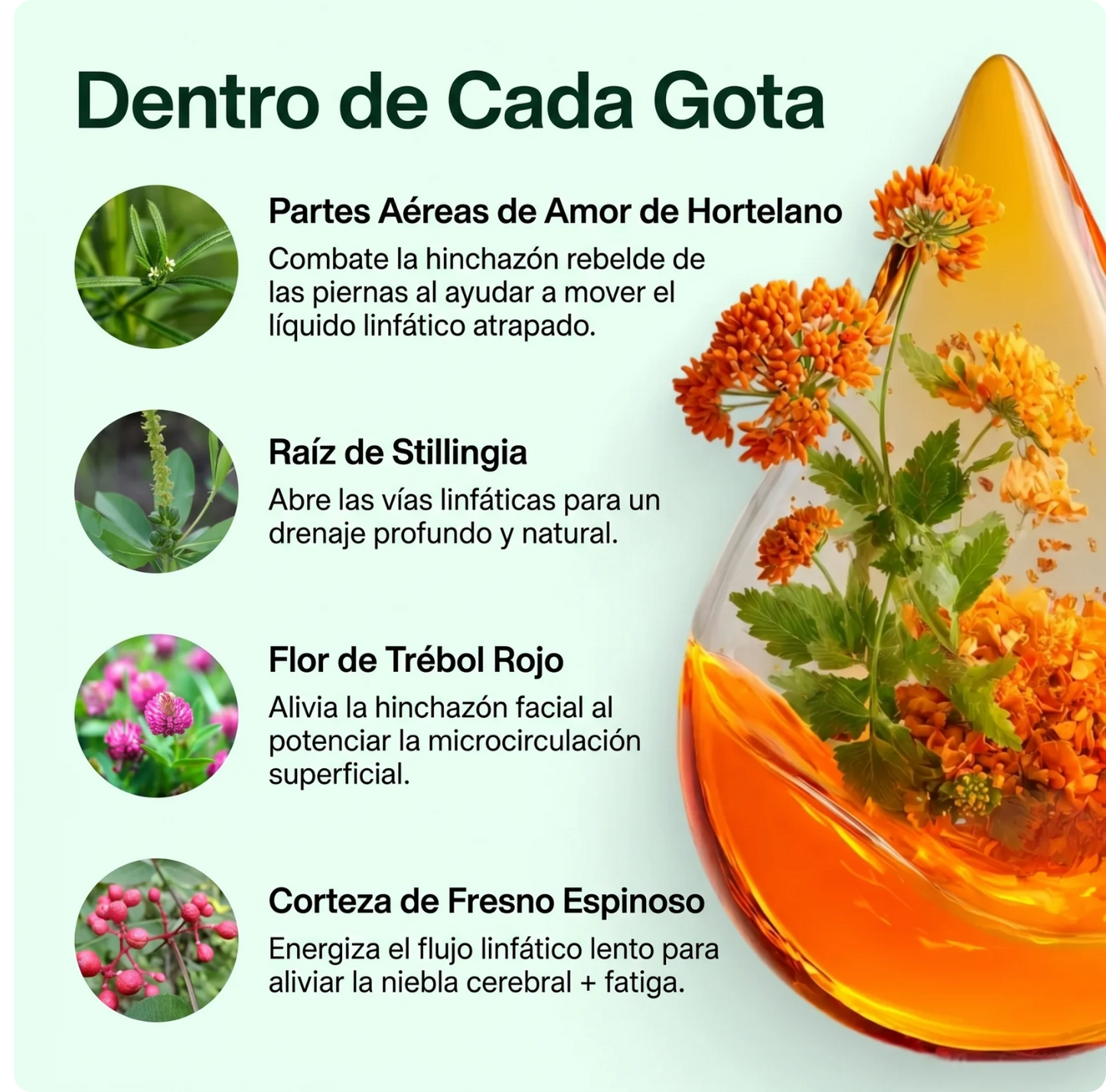 Drenaje Linfático Mayaverra - Gotas Naturales
